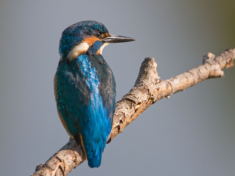 Alcedo atthis IJsvogel Common Kingfisher